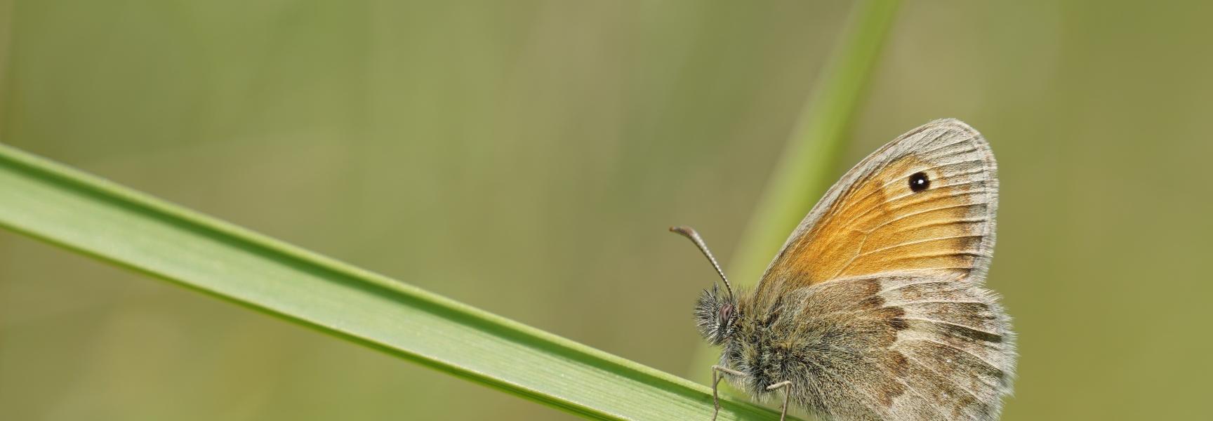 Ga mee op struintocht in coronatijd!