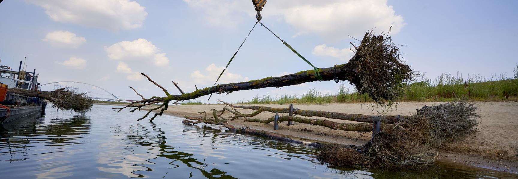 Rivierhout in de Spiegelwaal, foto: Thomas Fasting