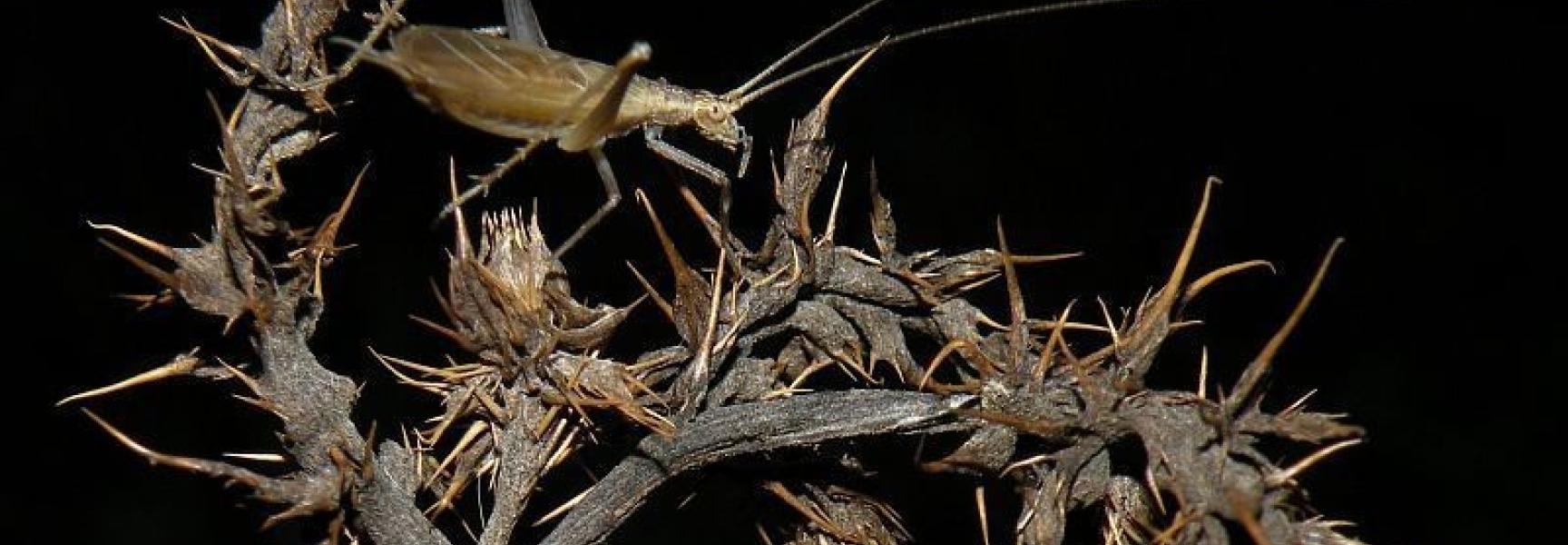 Boomkrekel, foto: Jan Jacobs