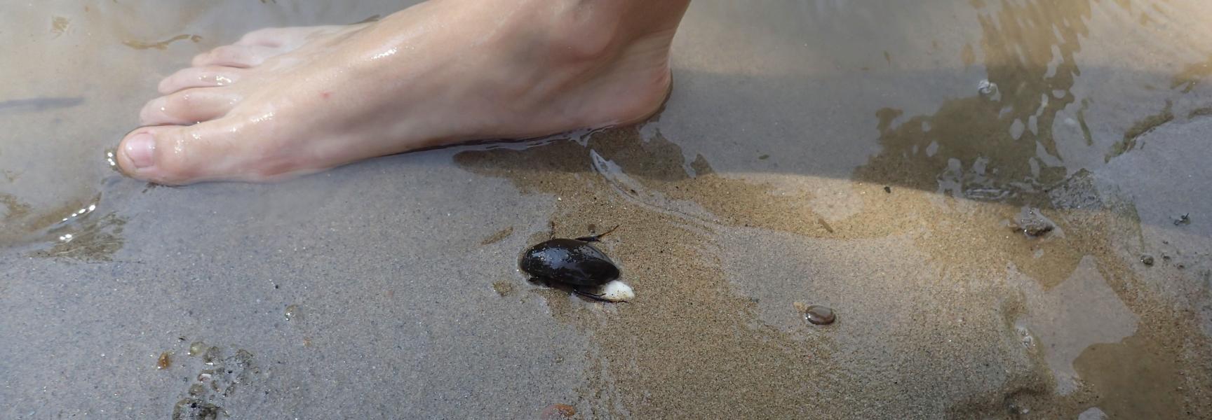 Grote Spinnende Watertor