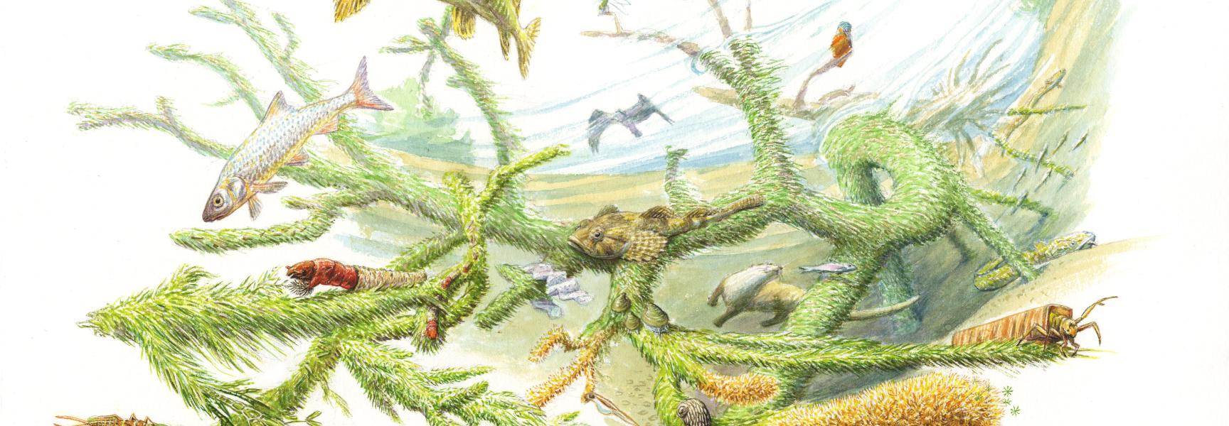 Sleutelrol van rivierhout Sleutelrol van rivierhout