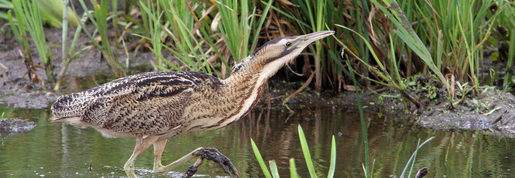 Roerdomp. Foto: Jankees Schwiebbe