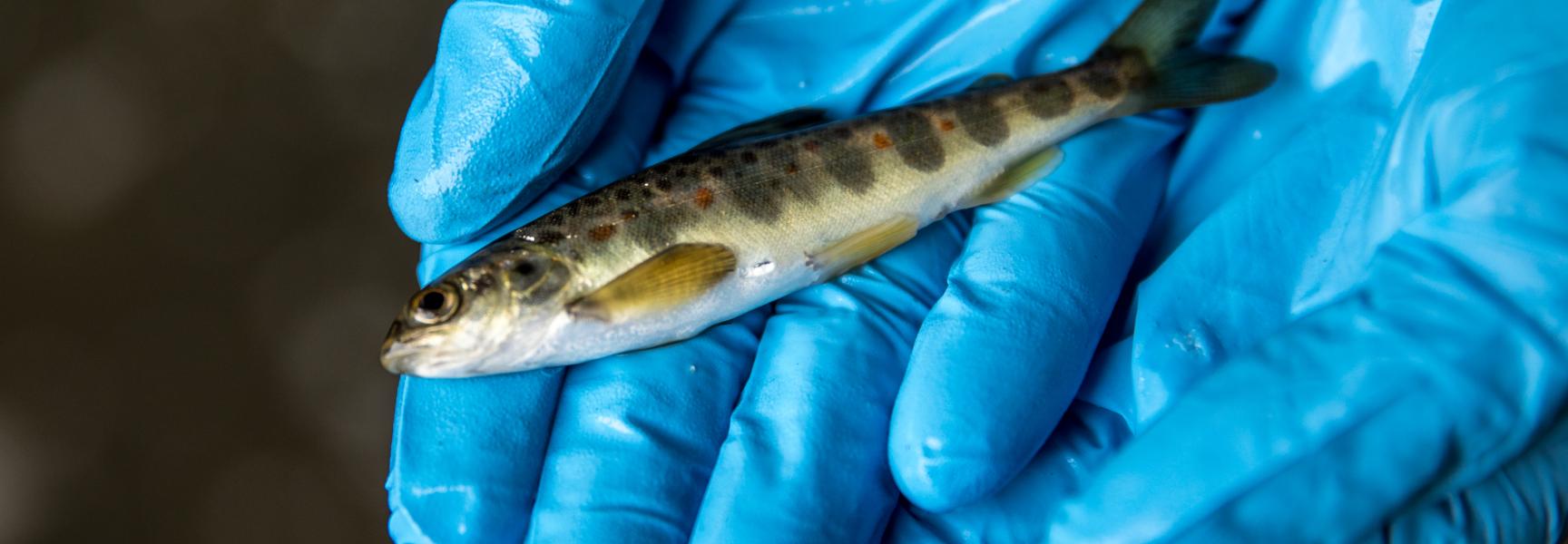 Zalm uit de Geul, foto: Aron Nijs Fotografie