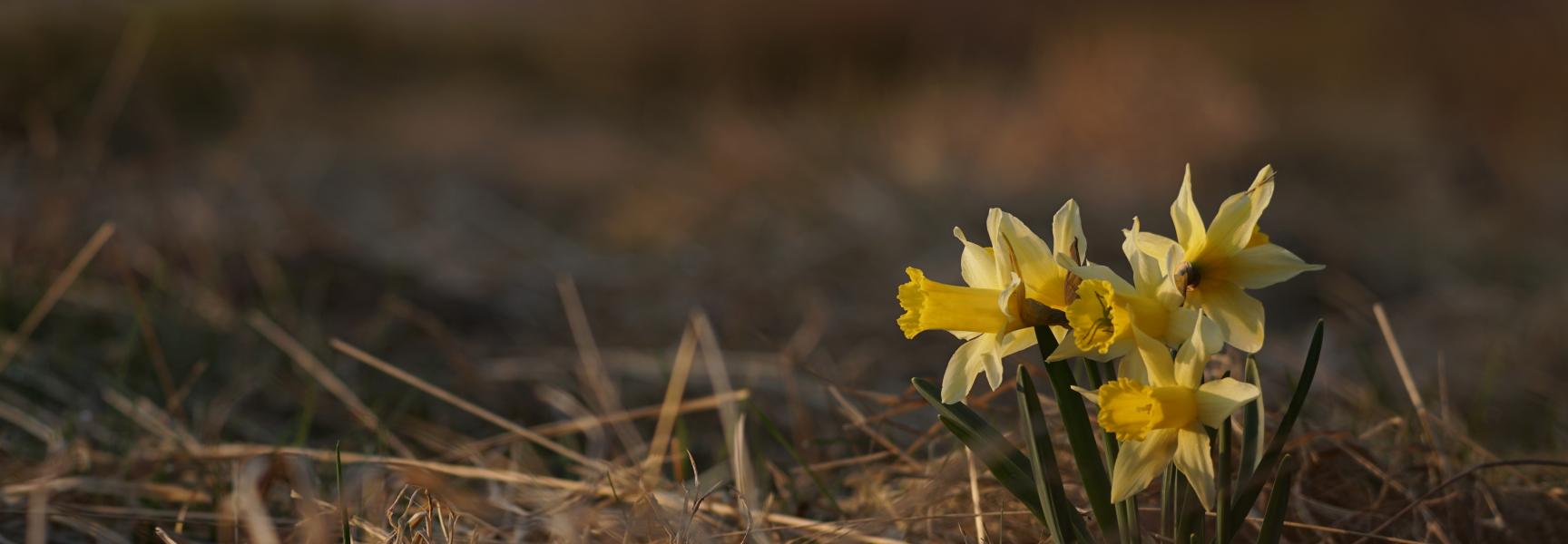 Wilde narcis