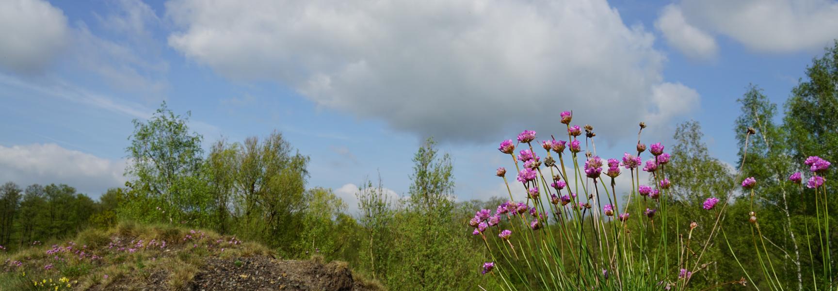 Engels gras