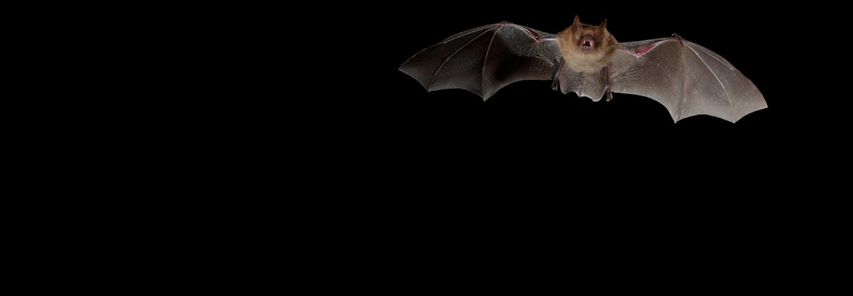 Ingekorven vleermuis, foto: Wikimedia C. Robiller / www.naturlichter.de