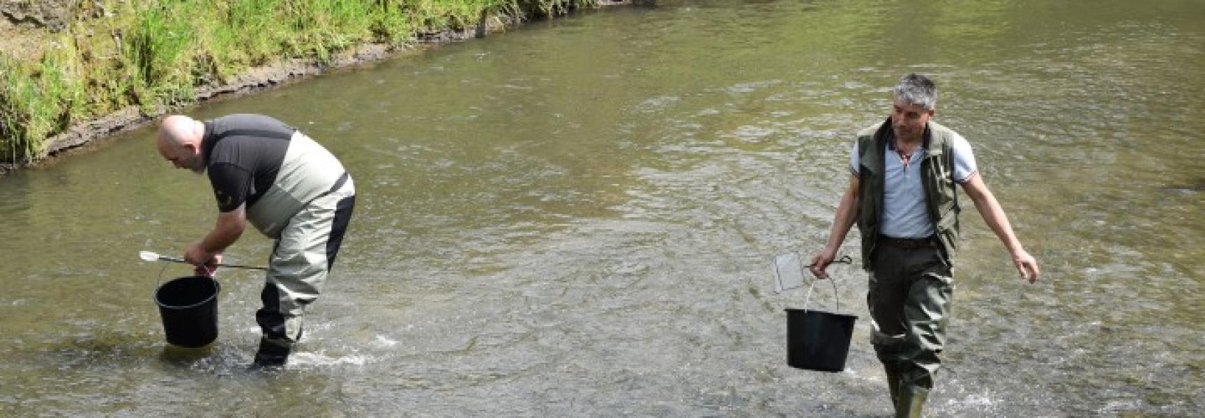Uitzetten zalm in de Geul