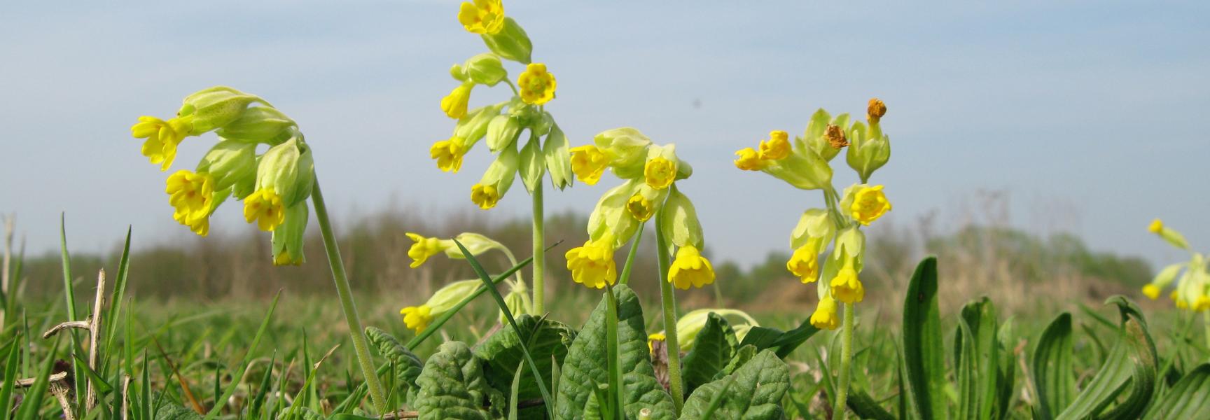 Gulden sleutelbloem