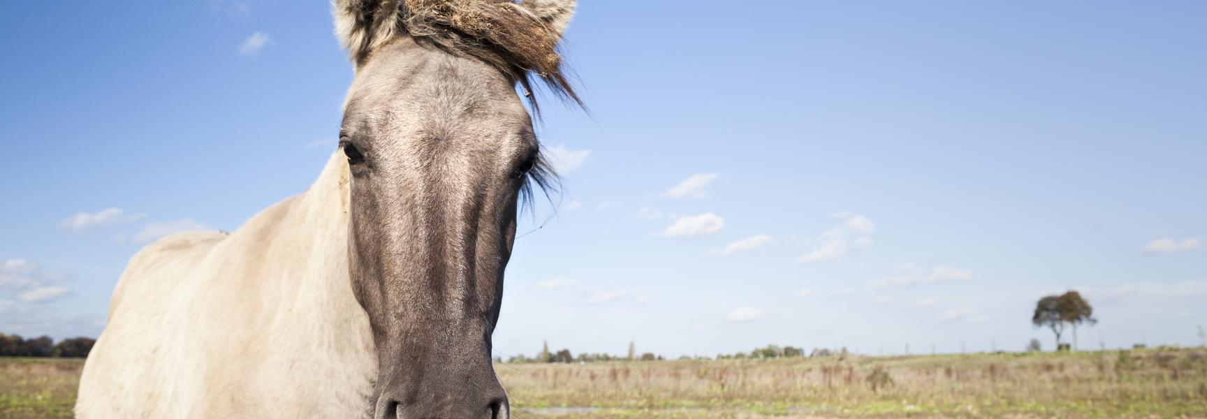 Konik Borgharen
