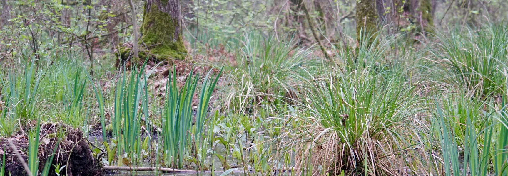Elzenbroekbos