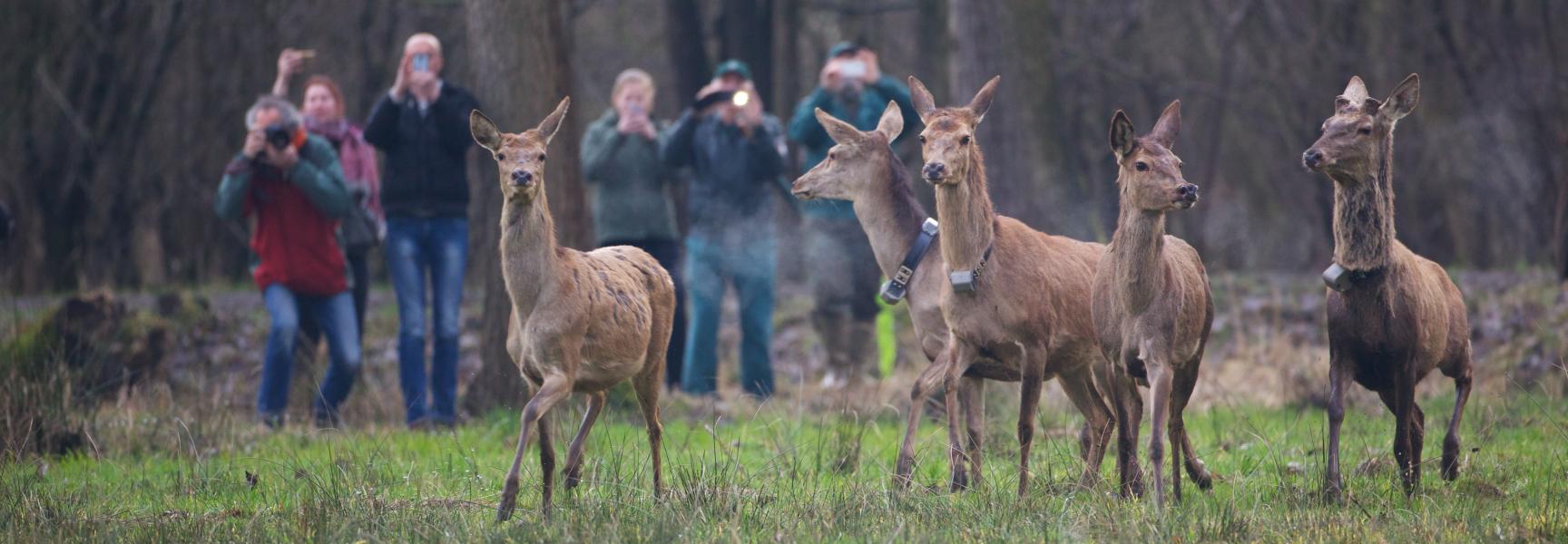 Edelherten in Het Groene Woud