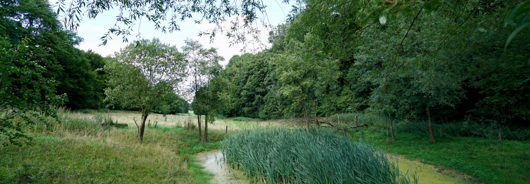 Langer vasthouden van water tegen wateroverlast en voor nieuwe natuur. Foto: Twan Teunissen