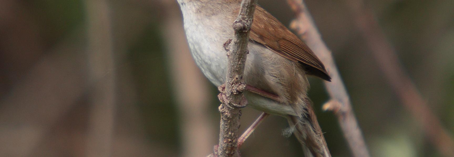Cetti's zanger Foto: Mark S. Jobling, Wikipedia
