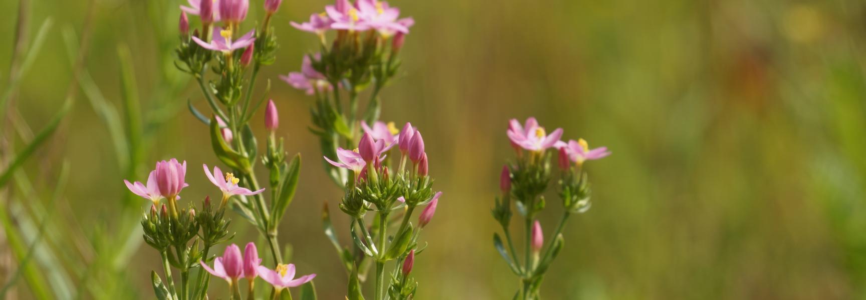 Echt duizendguldenkruid