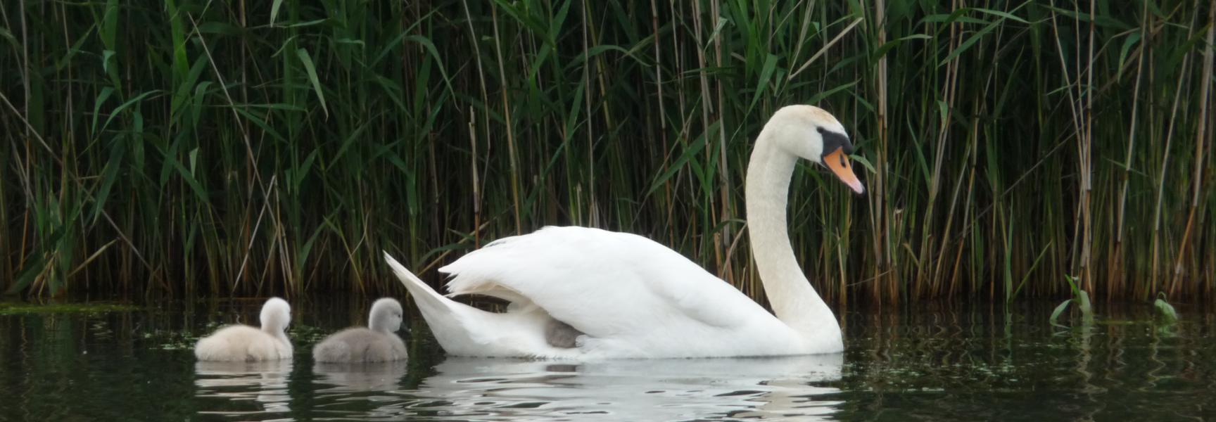 Zwaan met jongen op het riviertje de Koedood