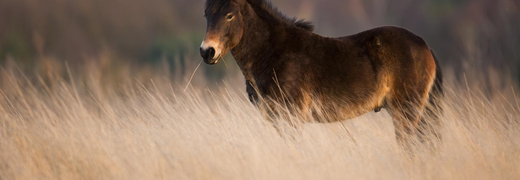 Exmoor paard op de Loozerheide. Foto: Bob Luijks
