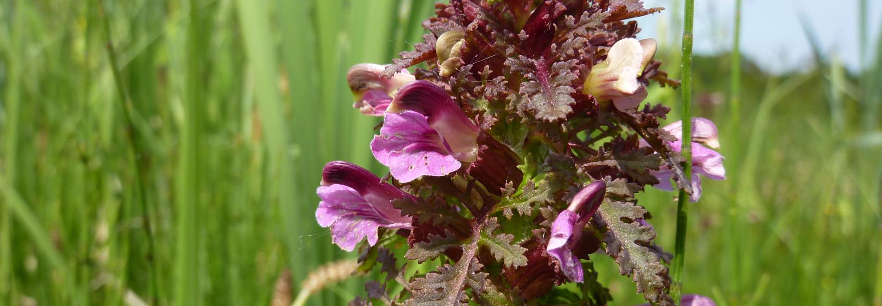 Moeraskartelblad