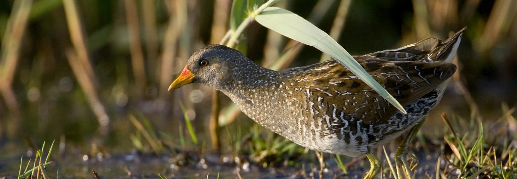 Porseleinhoen. Foto: Luc Hoogenstein, Saxifraga