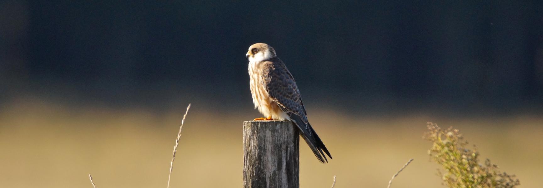 Roodpootvalk, foto: Theo van der Heijden