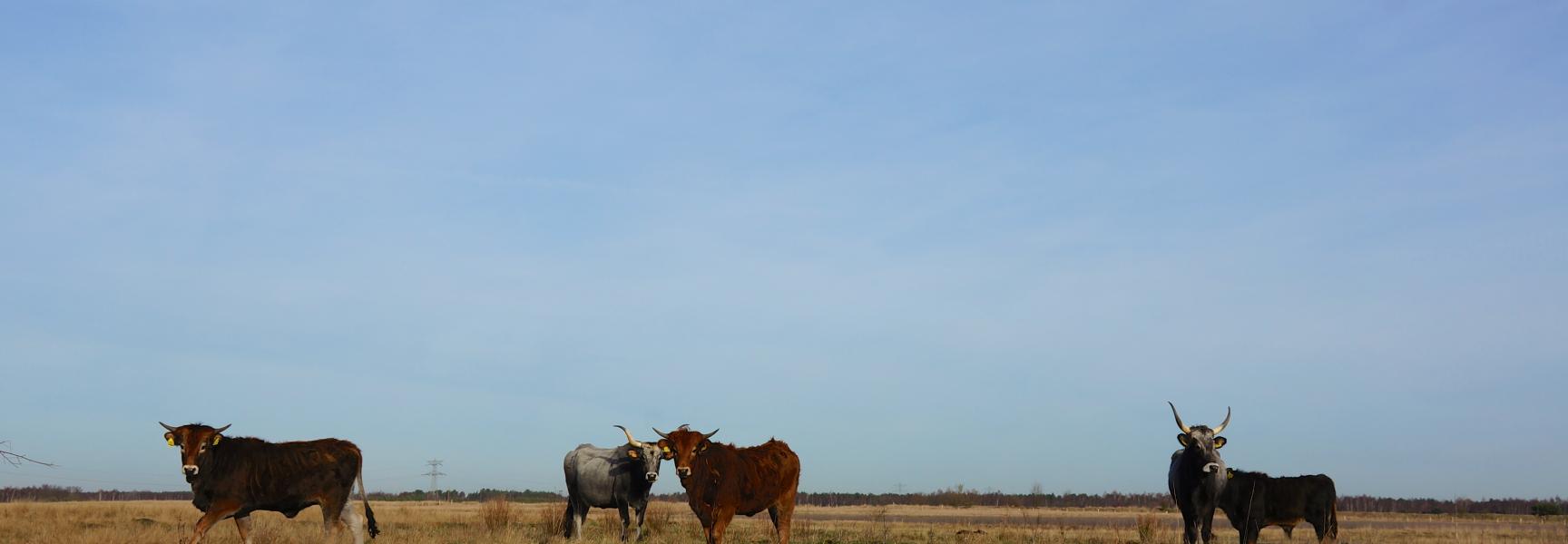 Runderen Loozerheide Taurossen Loozerheide