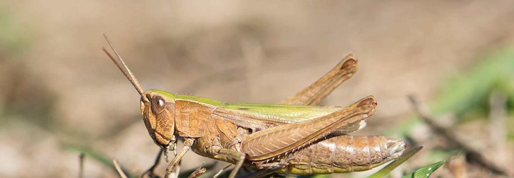 Weidesprinkhaan in de Klompenwaard, foto: Peter Hoppenbrouwers
