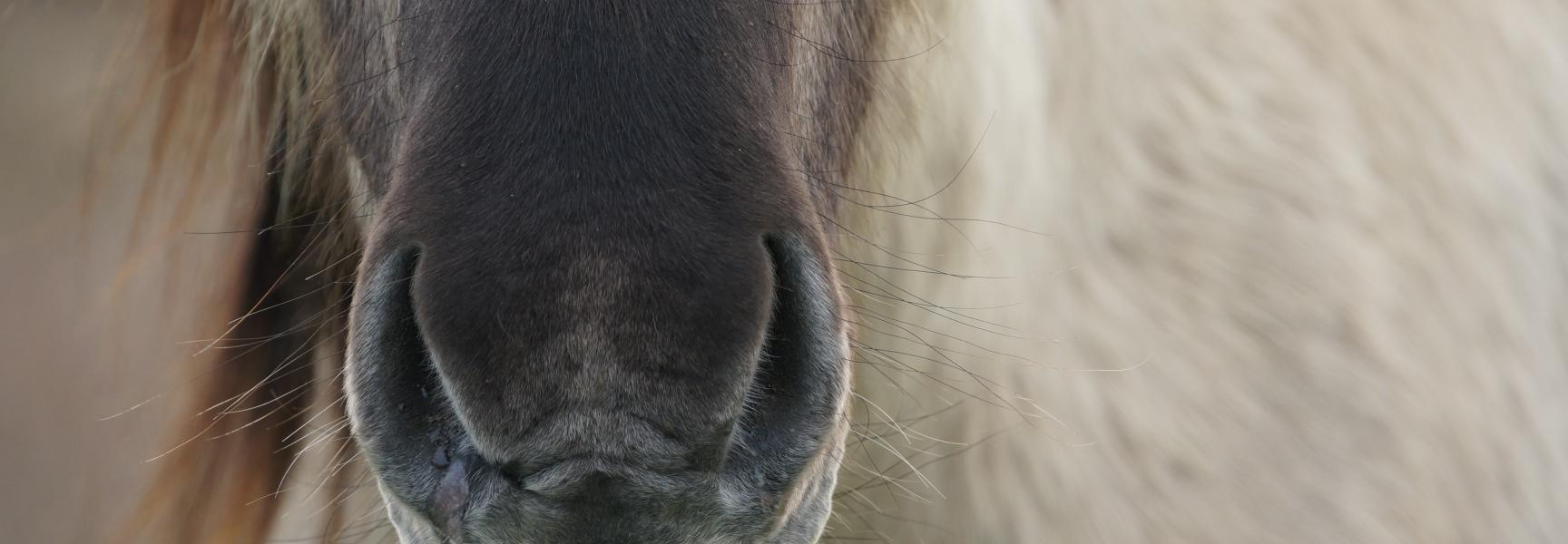 Konik neus