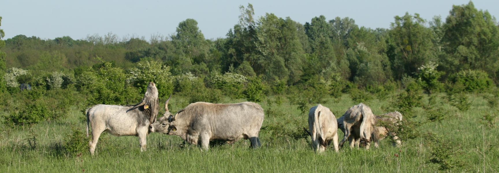 Slavonische runderen