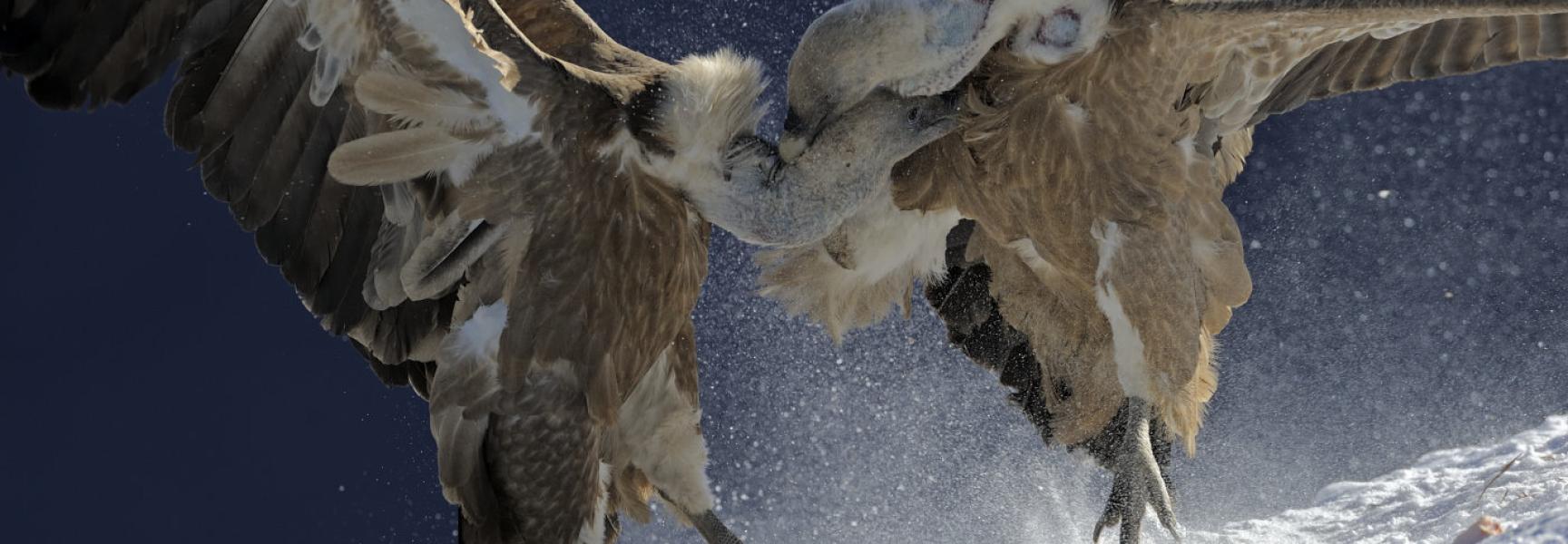 Vale gier Foto: Magnus Elander / Wild Wonders of Europe