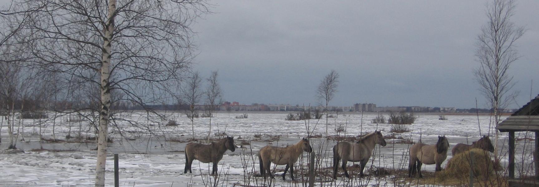 Konikpaarden in Letland verdreven door hoogwater en ijsgang