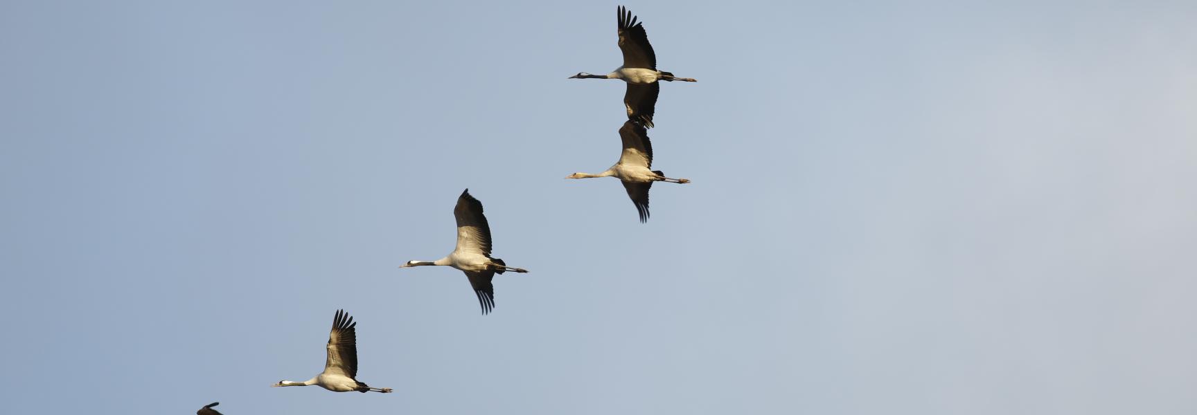 Vliegende kraanvogels