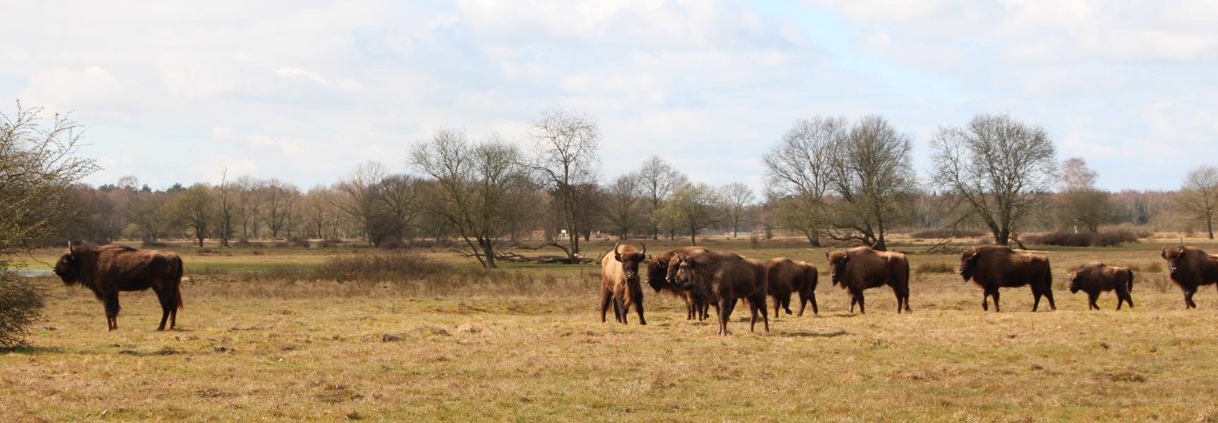 Kudde wisenten Maashorst
