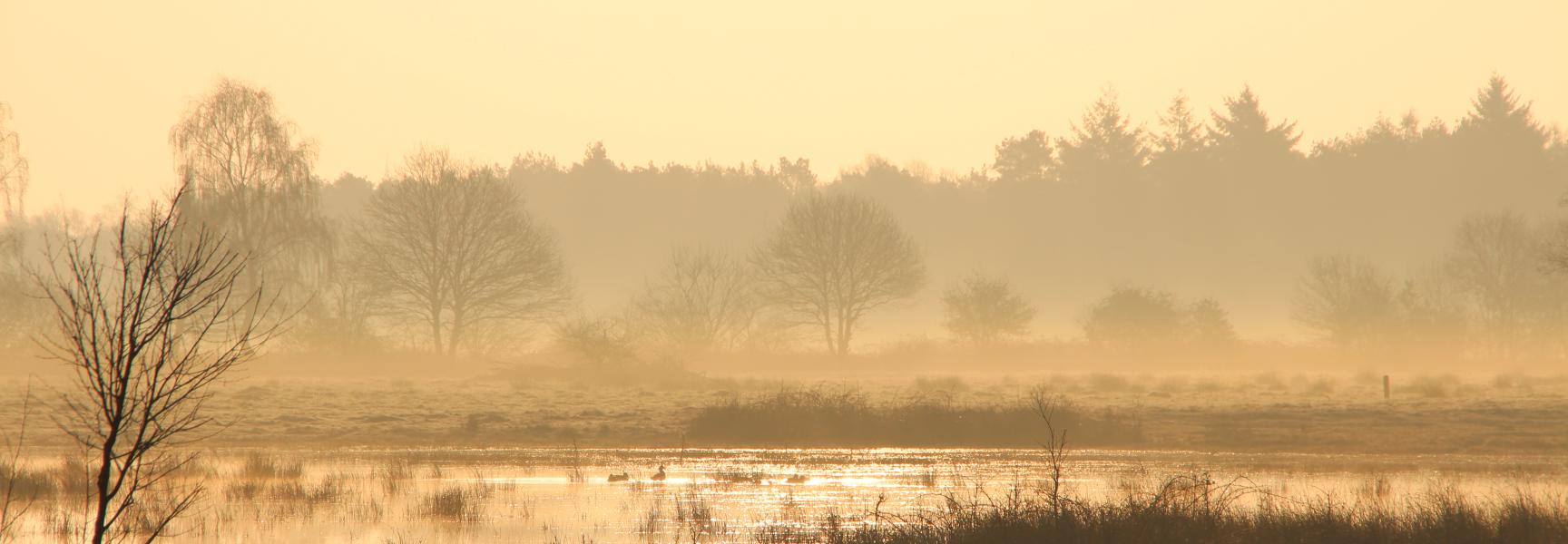 Maashorst in de ochtend, foto: Maurice van Doorn