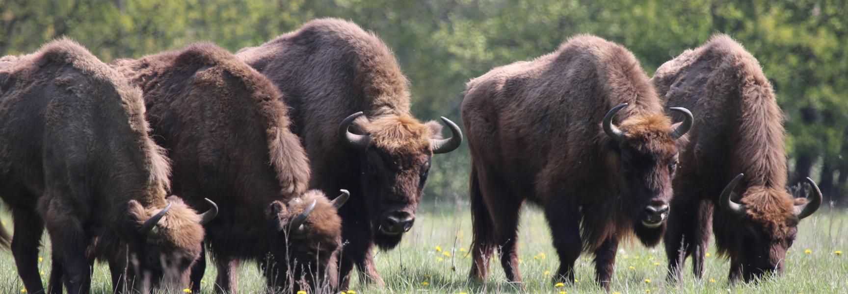 Wisent Maashorst, foto: Maurice van Doorn