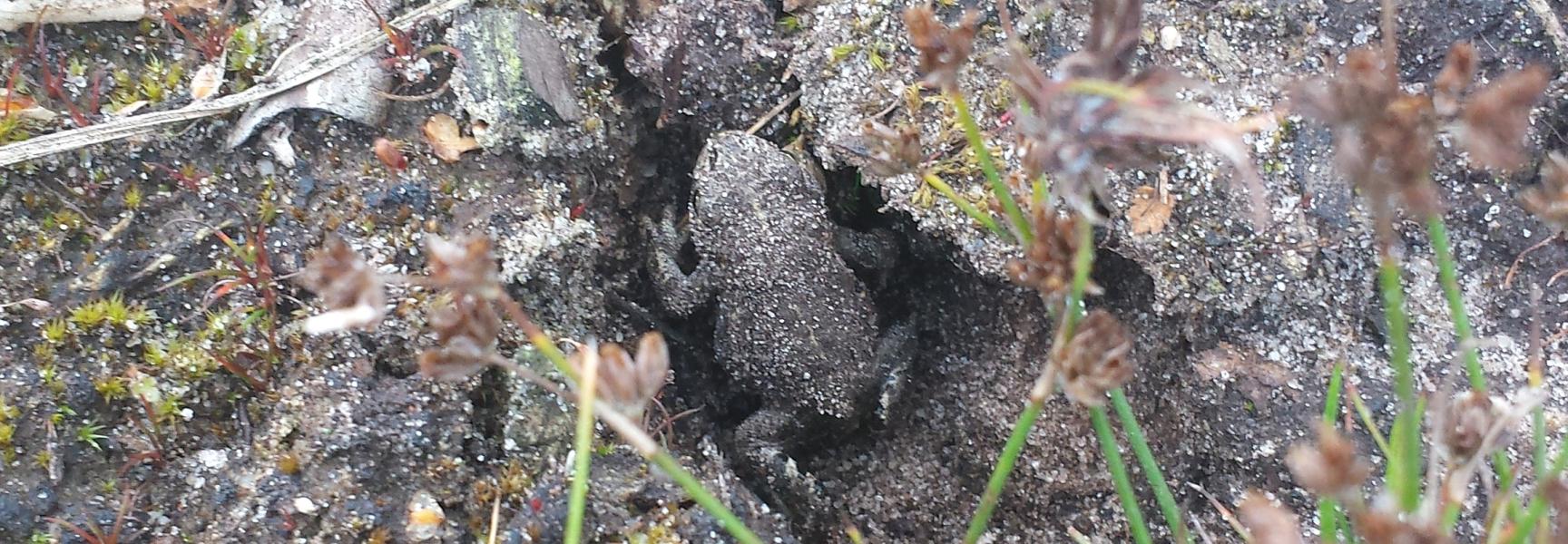 Rugstreeppad in pootafdruk wisent, foto: Anke Brouns
