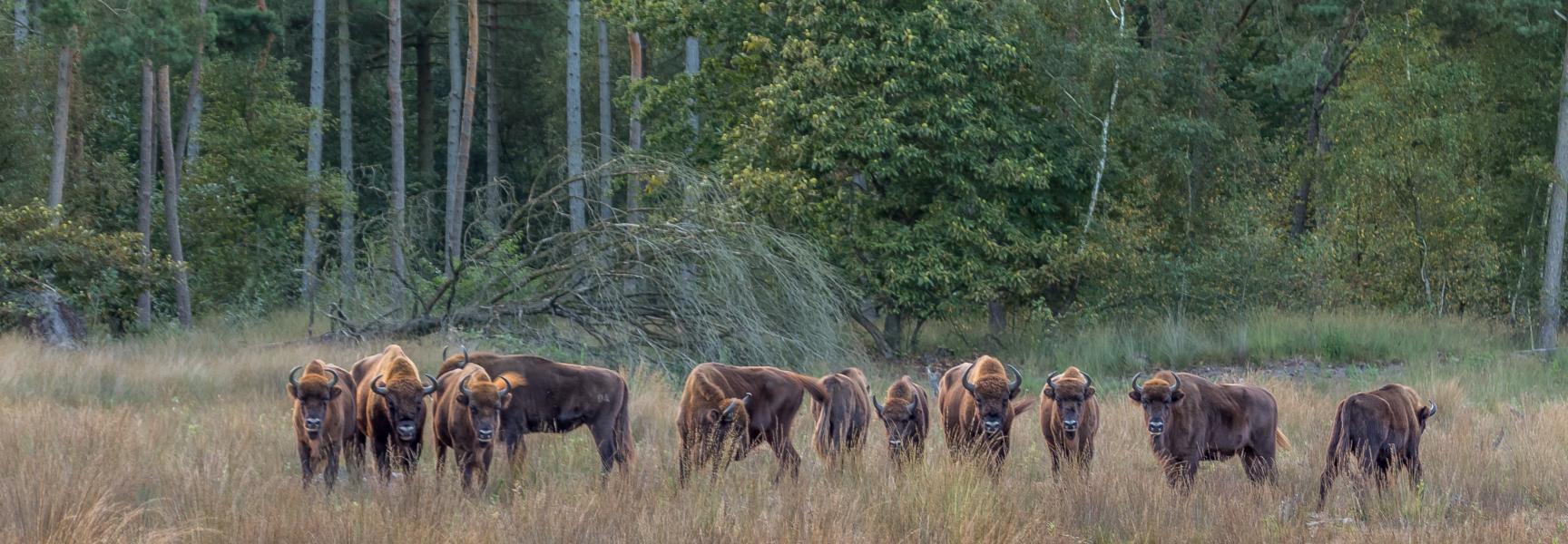 Wisenten Maashorst, foto: Maurice van Doorn
