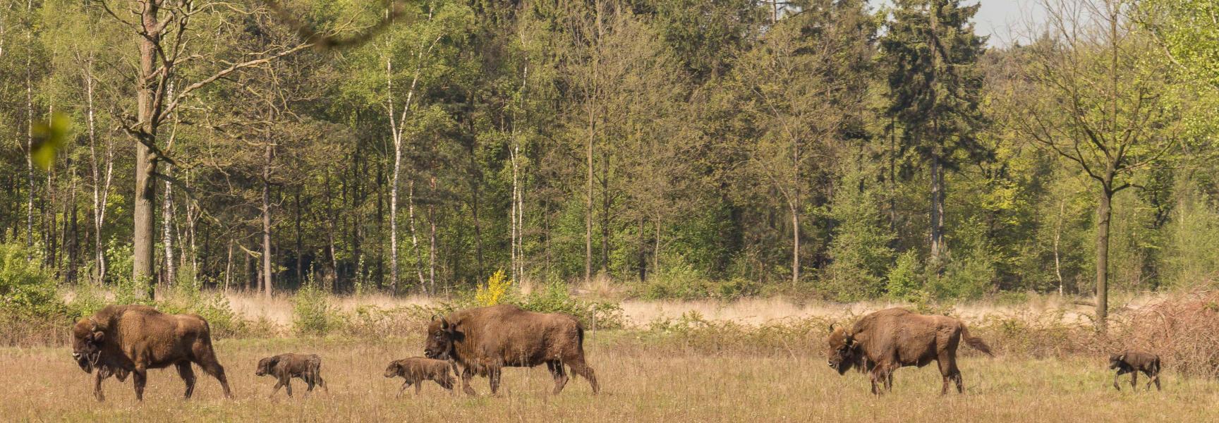 Wisentkalfjes op de Maashorst