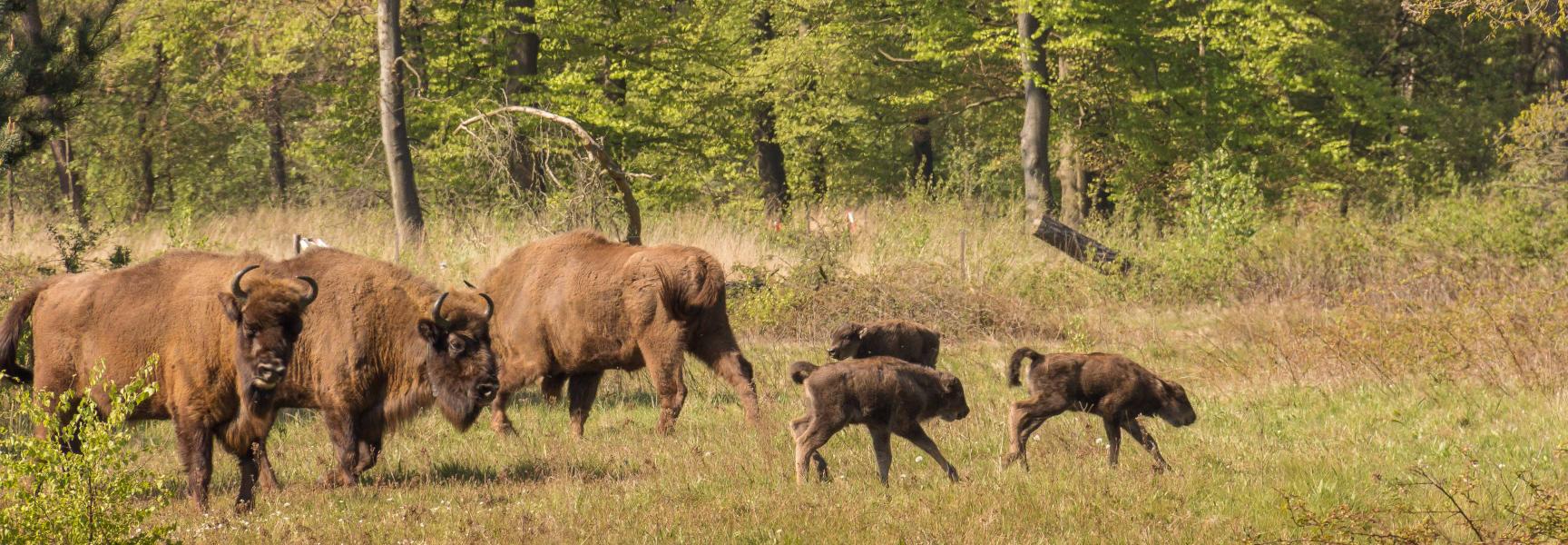 Wisenten met drie kalfjes. Foto: Maurice van Doorn