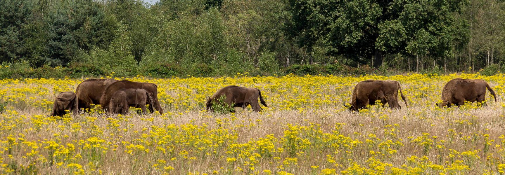 Extensieve begrazing zorgt voor bloemrijke graslanden op de Maashorst.