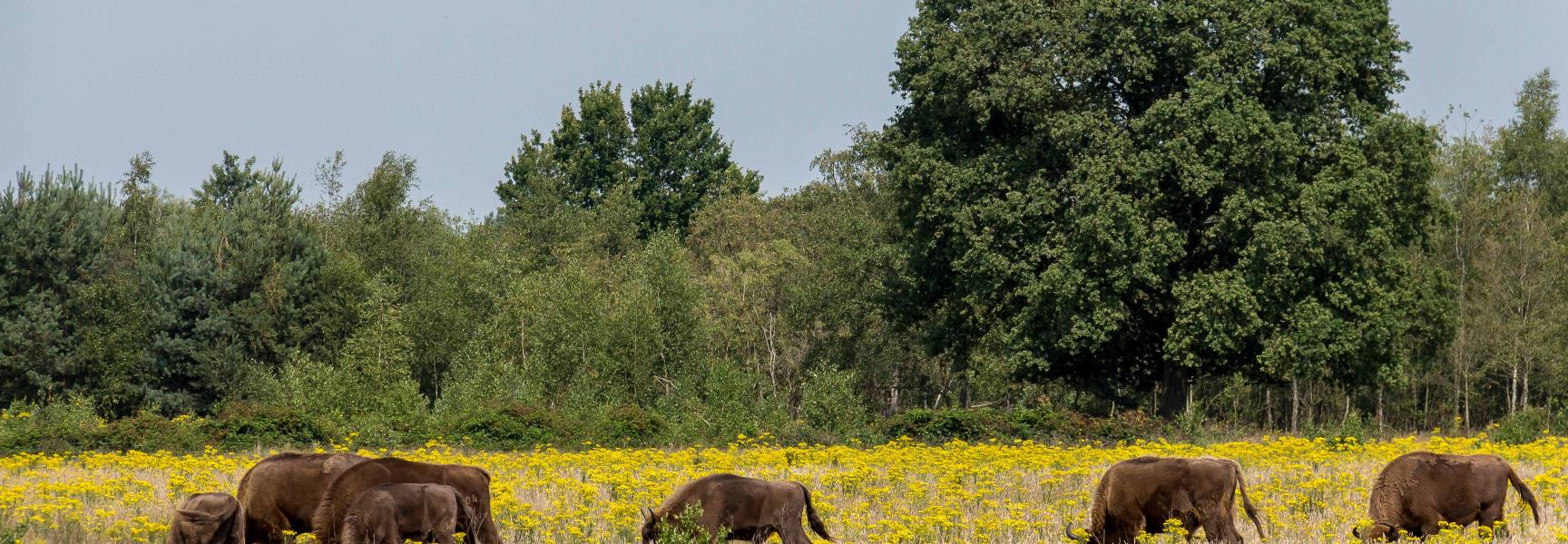 Extensieve begrazing zorgt voor bloemrijke graslanden op de Maashorst.