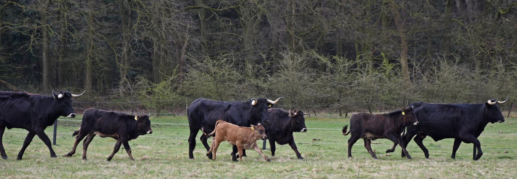 Taurossen in de Maashorst, foto: Martien van Dooren