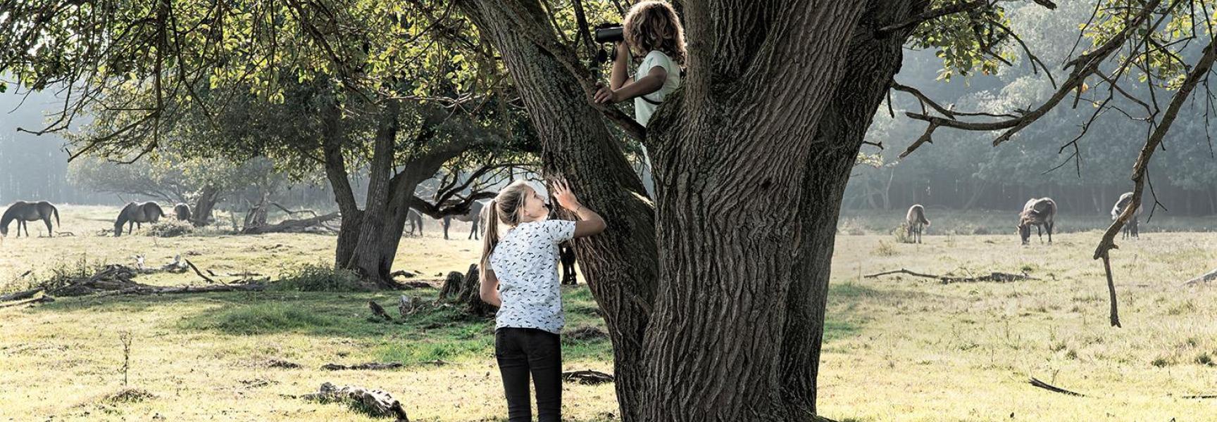 Bezoek de Maashorst, foto: VVV Noordoost-Brabant