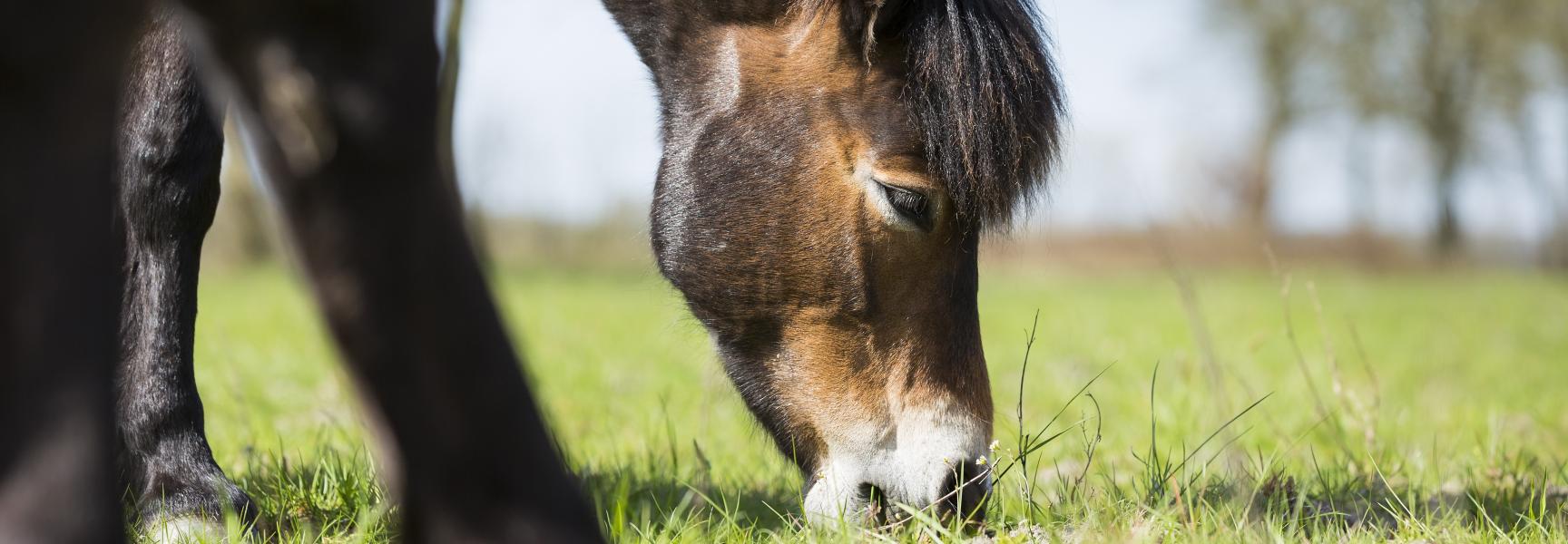 Exmoor pony's, foto: Bob Luijks
