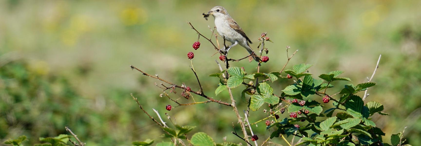 Jonge Grauwe Klauwier