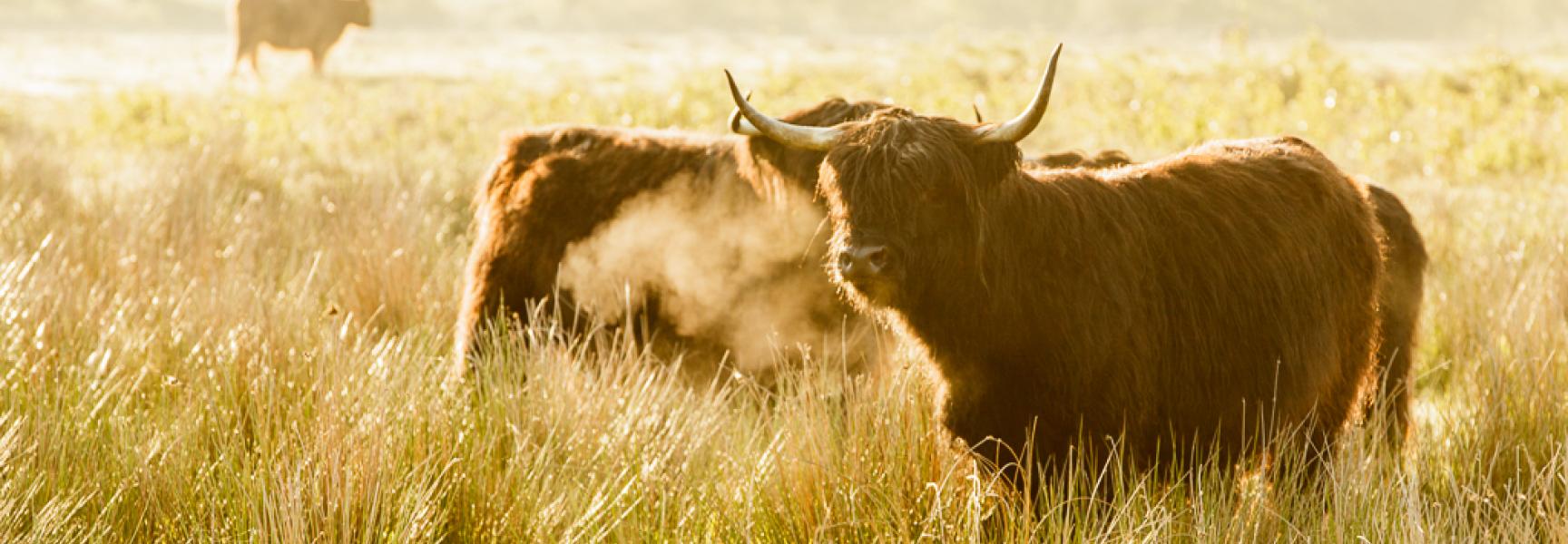 Hans Koster Maashorst Hooglander