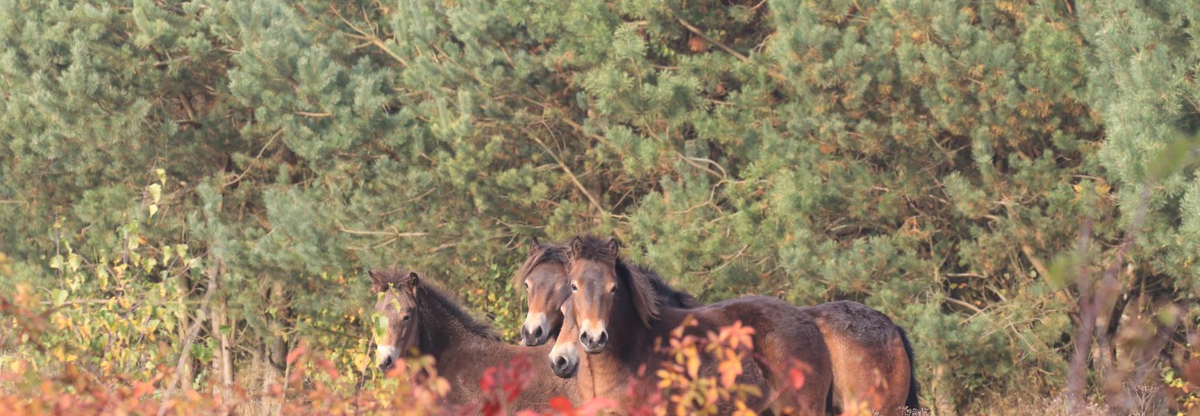 Exmoors in de Maashorst