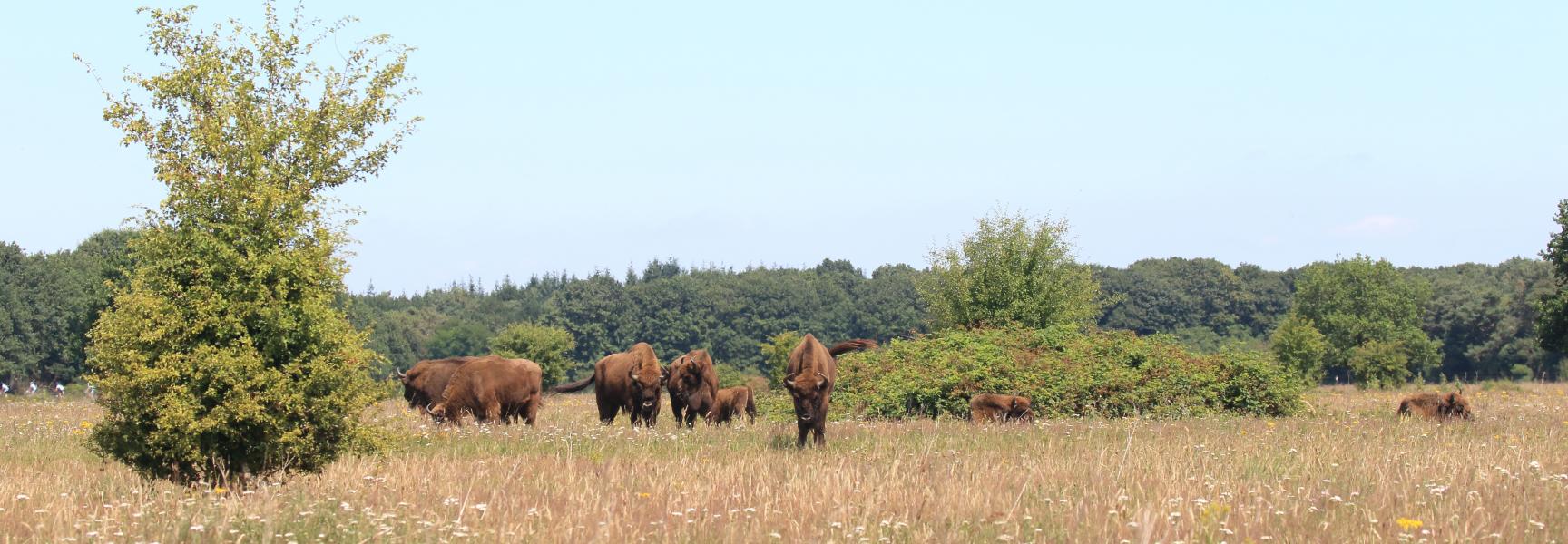Wisenten op de Maashorst
