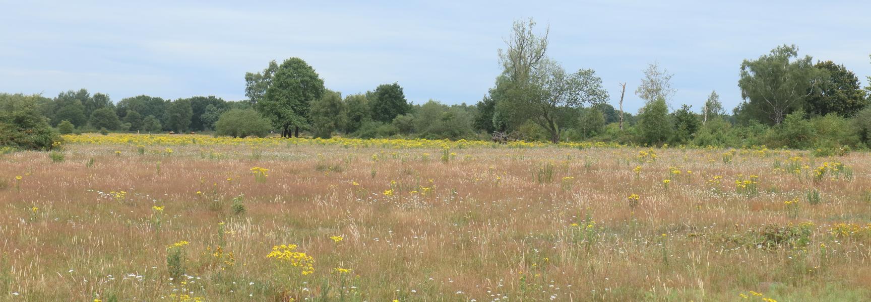 Niet verdroogd bloemrijk grasland in de Maashorst met uitgegroeid en uitgebloeid gras.
