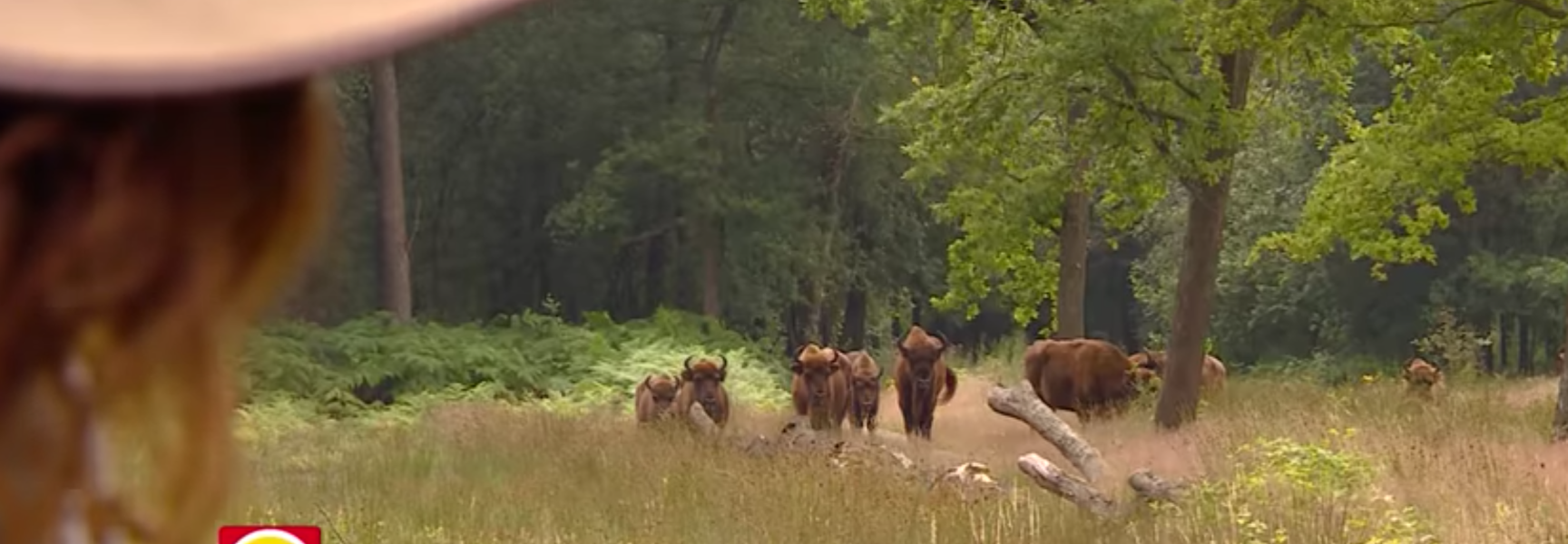 Natuurrijk in de Maashorst