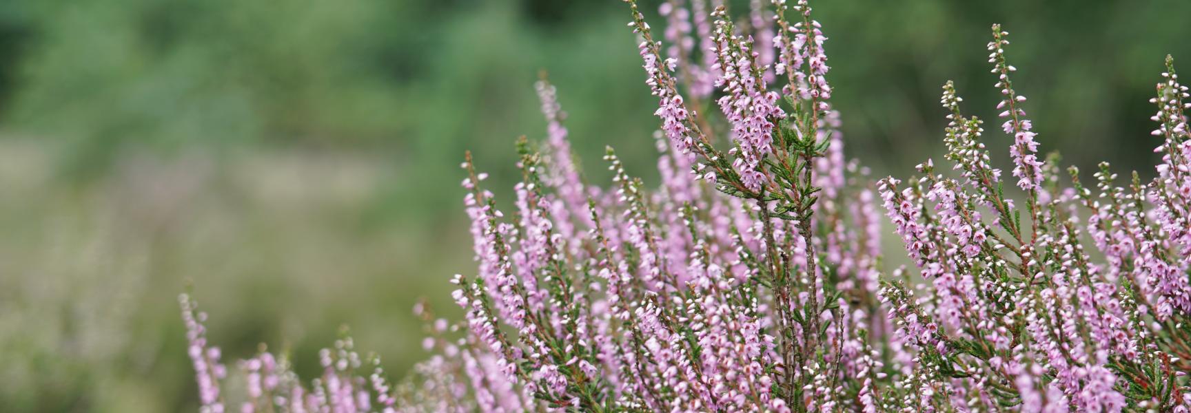 Struikhei bloeiend op de Maashorst