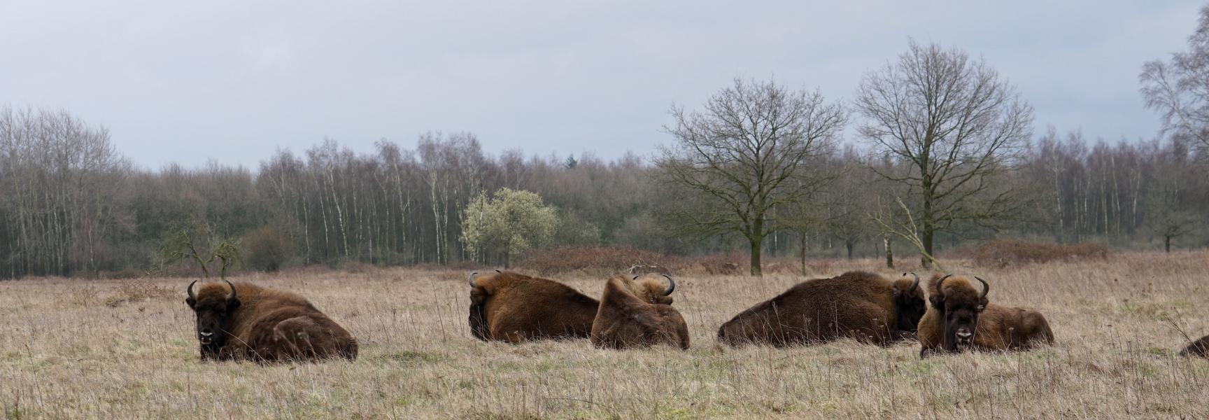 Wisent